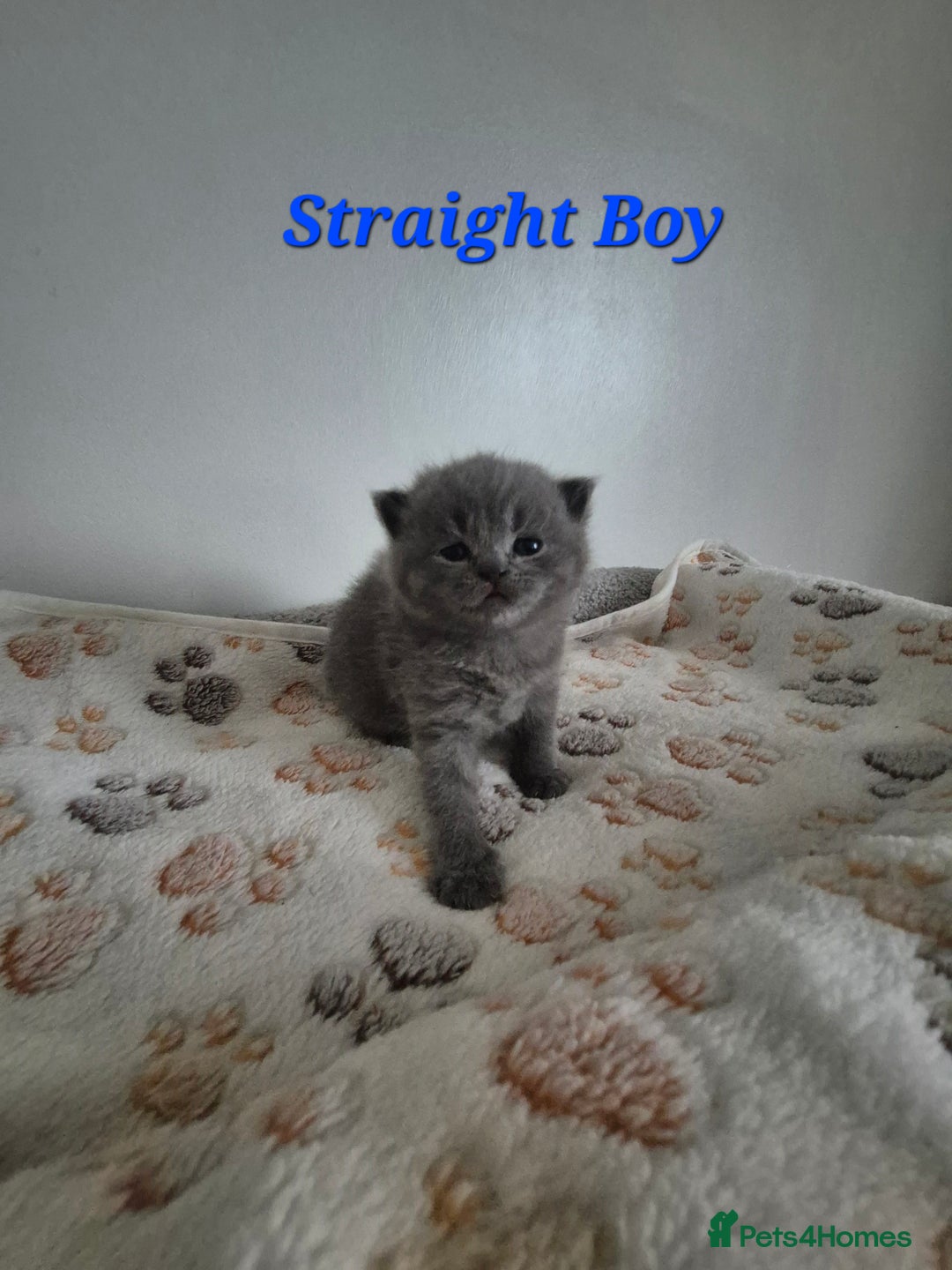 Scottish Fold cats for sale: Scottish Fold/Straight kittens  - Advert 3