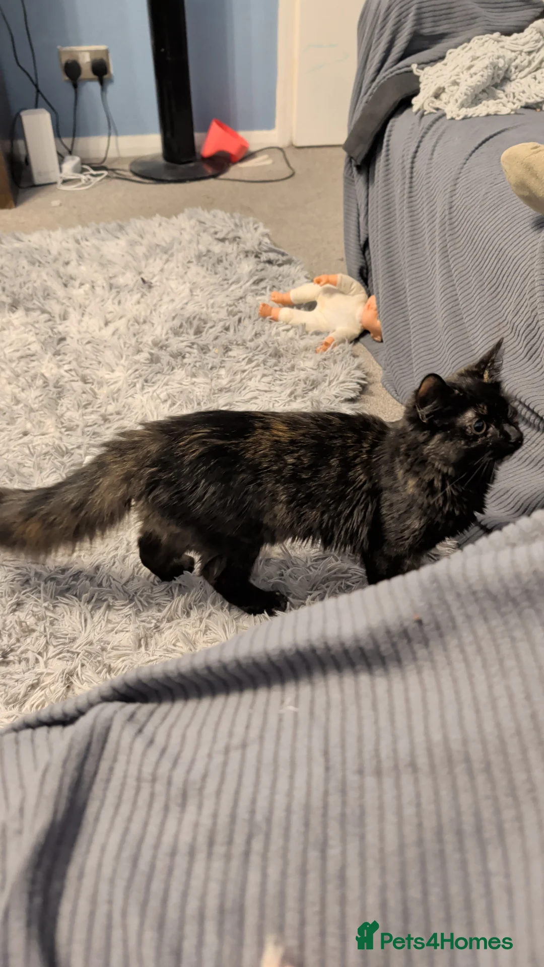 Persian cats for sale: Kitty needs forever home  - Advert 3