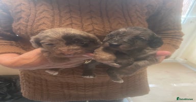 Cockapoo dogs - Advert 1