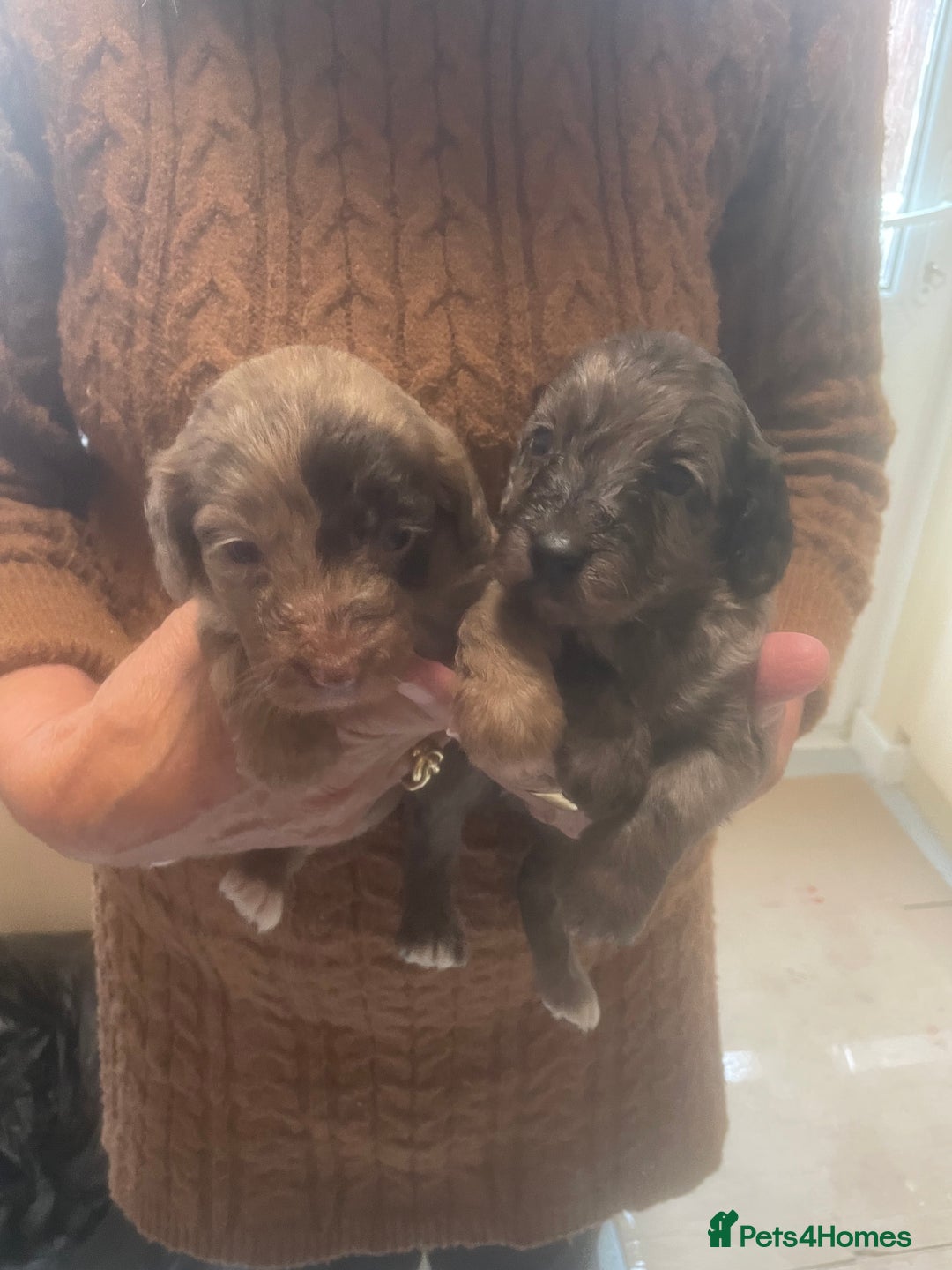 Cockapoo dogs for sale: Miniature f1 cockerpoos  - Image 3
