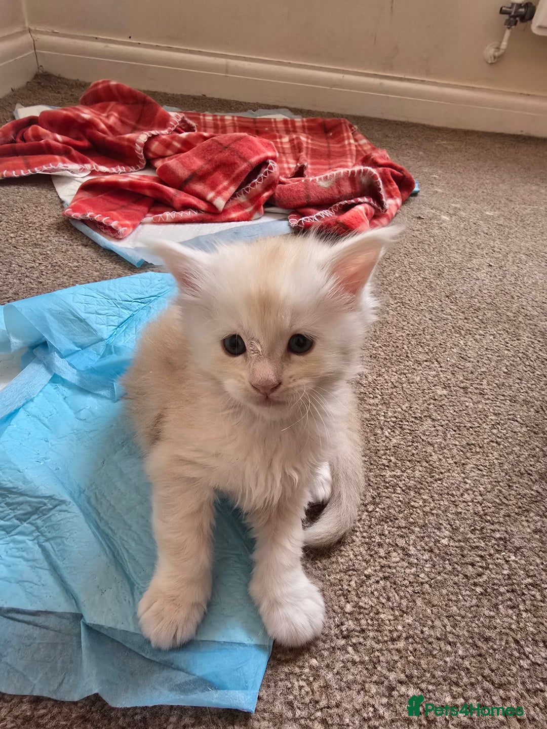 Maine Coon cats for sale: Beautiful Maine Coon kittens  - Image 3