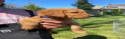 Golden Retriever dogs for sale: Waiting list open  - Advert 35