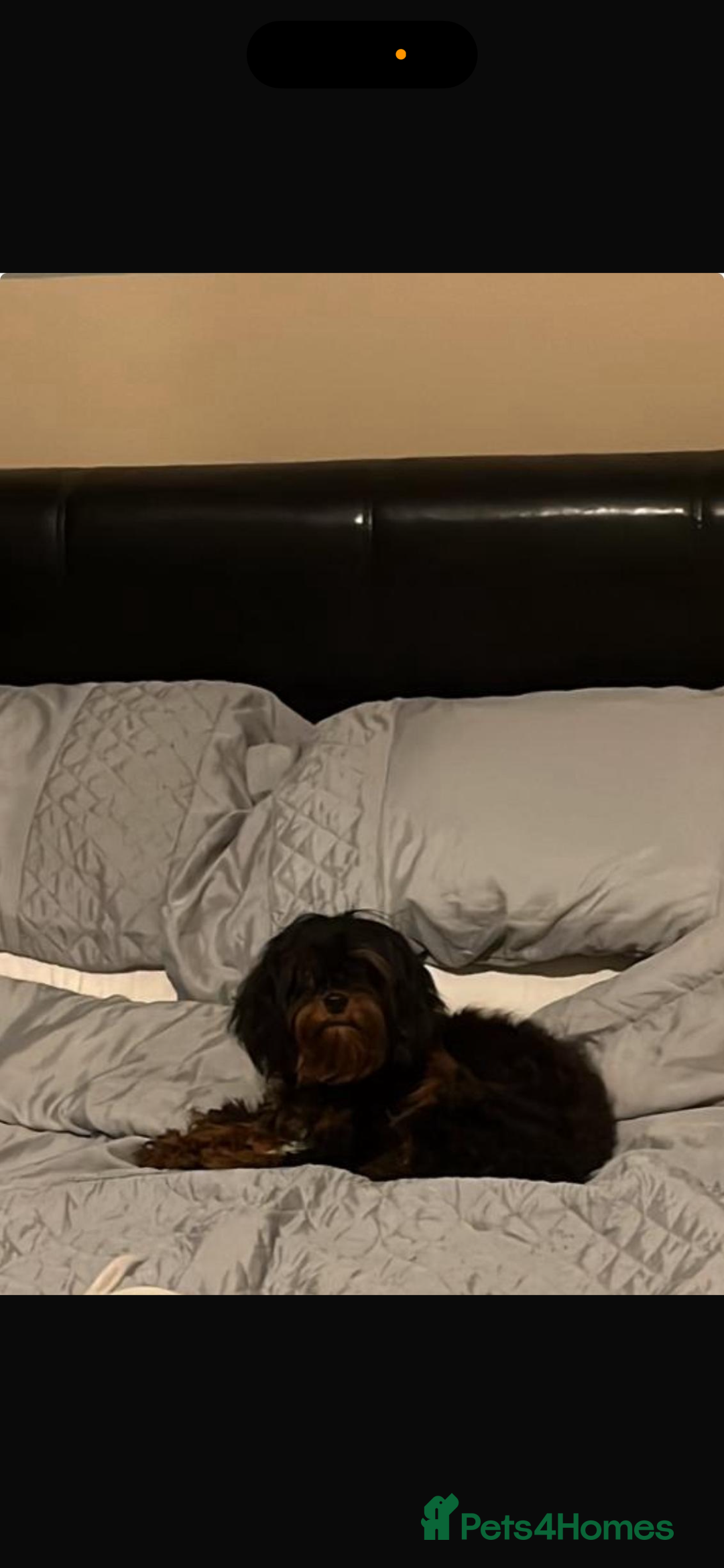 Cavapoo dogs for sale: Top quality F1b toy cavapoos  - Image 22