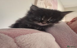 Maine Coon cats for sale: 6 week old Pure Bred Maine Coons for sale. - Image 26