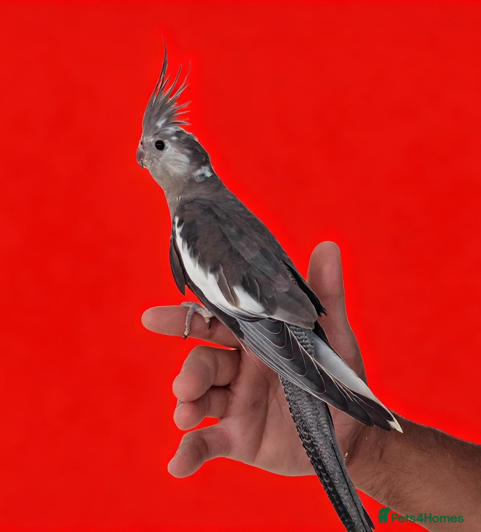 Cockatiels birds Super Tamed baby Cockatiel for sale - Advert 5