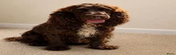 Cockapoo dogs for sale: Beautiful F1 Cockapoo Puppies - Advert 3