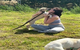 Mixed Breed dogs for adoption: Astra - Norwich Norfolk  - Image 9