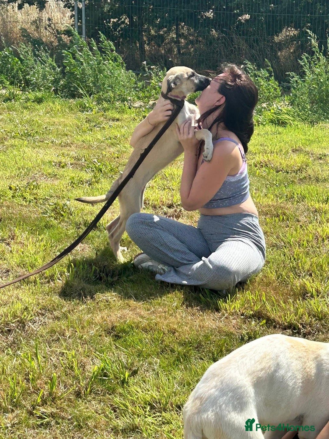 Mixed Breed dogs for adoption: Astra - Norwich Norfolk  - Image 9