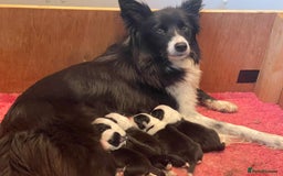 Border Collie dogs for sale: Lovely black and white Border Collie puppies.  - Image 1