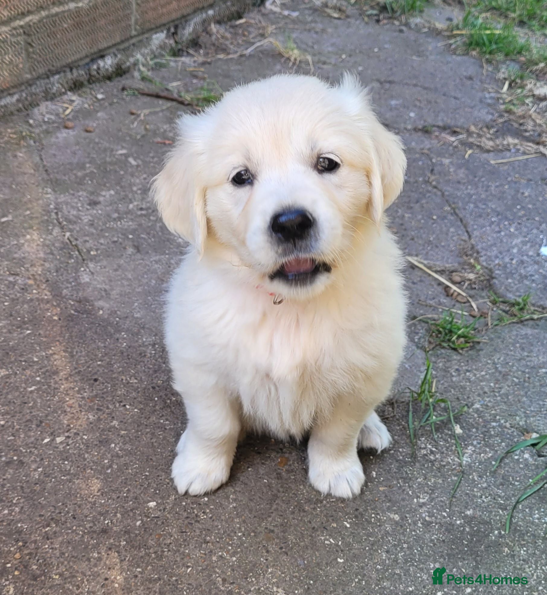 Golden Retriever dogs Beautiful snowy white boy and girl  - Advert 13