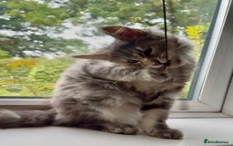 Maine Coon cats for sale: Maine coon kittens  - Image 11
