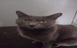 Russian Blue cats for sale: 6 year old Russian blue mix for rehoming - Image 1