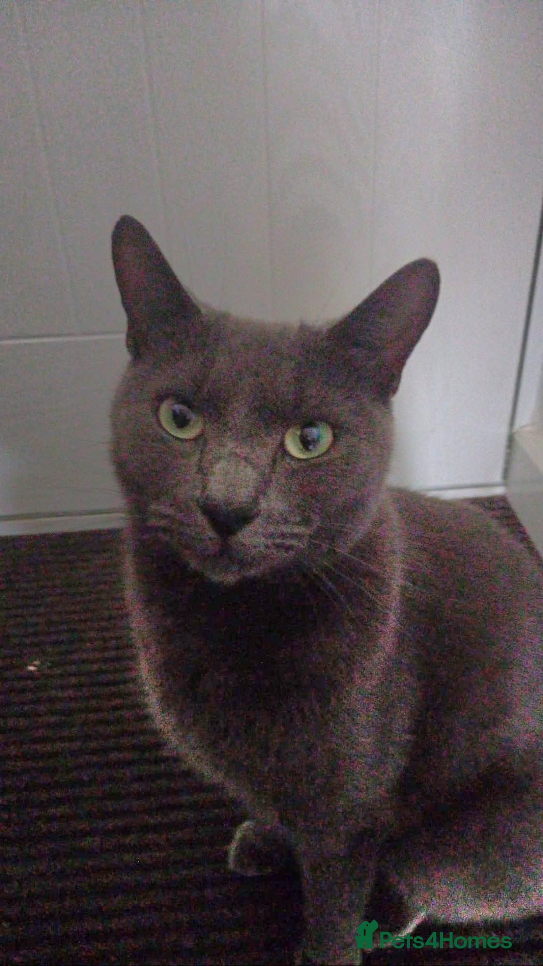 Russian Blue cats for sale: 6 year old Russian blue mix for rehoming - Image 1
