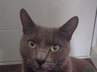 Russian Blue cats for sale - Advert 1