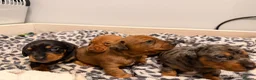 Miniature Dachshund dogs for sale: Minature Dachshund puppies for sale - Advert 6