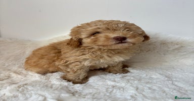 Cavapoo dogs - Advert 16