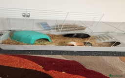 Guinea Pig rodents for sale: Male guinea pigs for sale. - Image 1