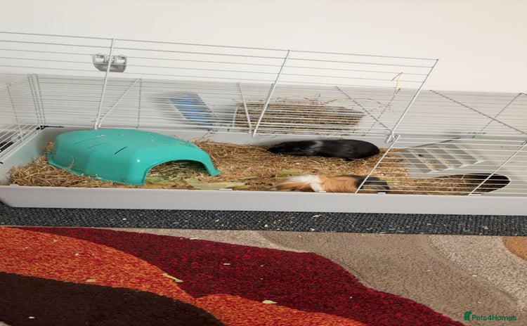 Guinea Pig rodents - Advert 2