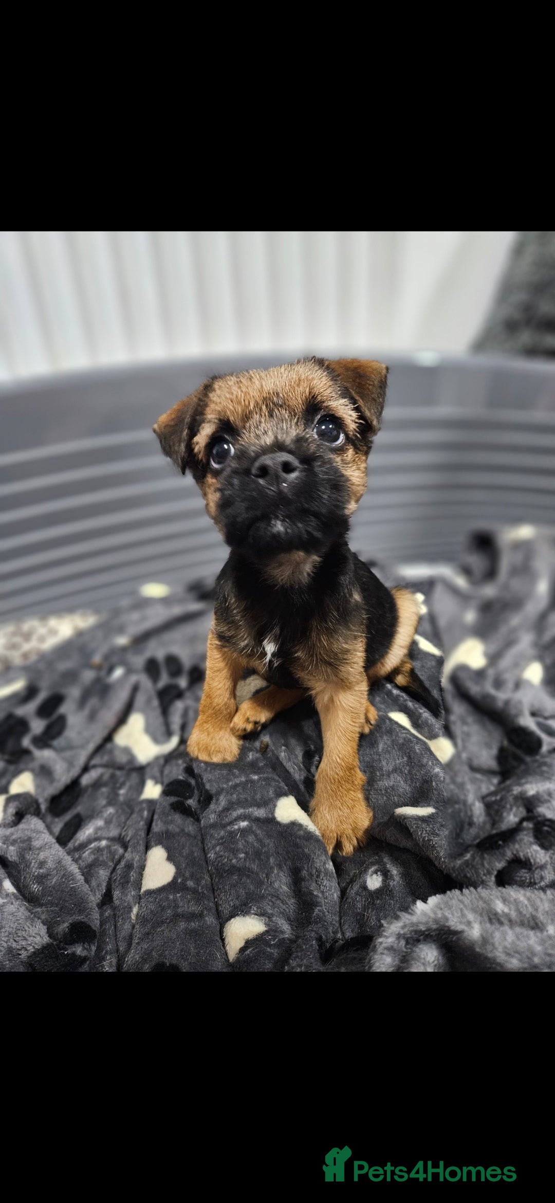 Border Terrier dogs for sale: Border Terrier Female Puppy - Advert 5