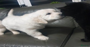 Golden Retriever dogs - Advert 4