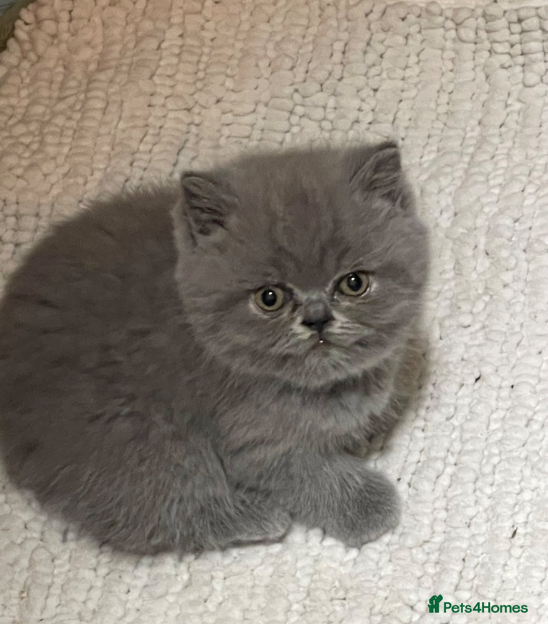 British Shorthair cats  GEORGEOUS BRITISH SHORTHAIR BLUE KITTENS - Advert 6
