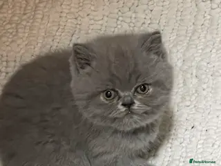 British Shorthair cats GEORGEOUS BRITISH SHORTHAIR BLUE KITTENS - Advert 6