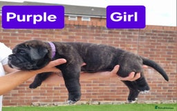 Cane Corso dogs for sale: Pedigree Cane Corso Puppies  - Image 18