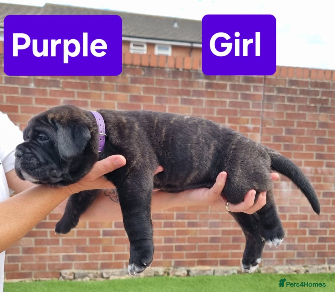 Cane Corso dogs for sale: Pedigree Cane Corso Puppies  - Image 18