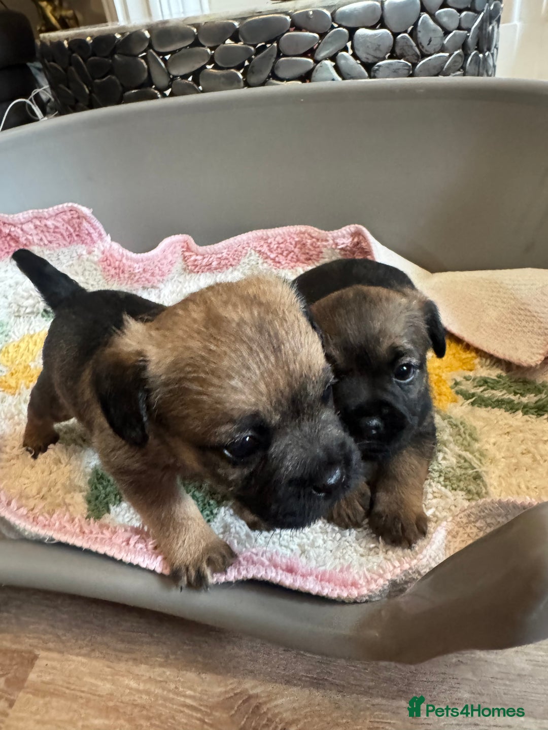 Border Terrier dogs for sale: Gorgeous litter of 7 Border terrier puppies 5F 2M - Advert 6