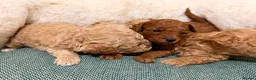 Poochon dogs for sale: 🐾 Beautiful Poochon Puppies Cream, Apricot & Red. - Advert 3