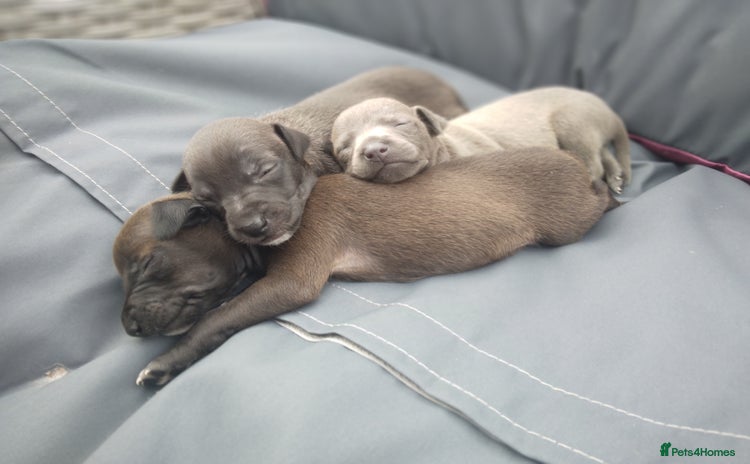 Italian Greyhound dogs - Advert 7