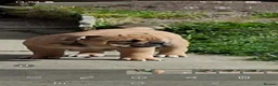 English Bulldog dogs for sale: English bulldog puppies  - Advert 12