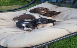 English Springer Spaniel dogs for sale: Kc reg English springer spaniel pups  - Image 3