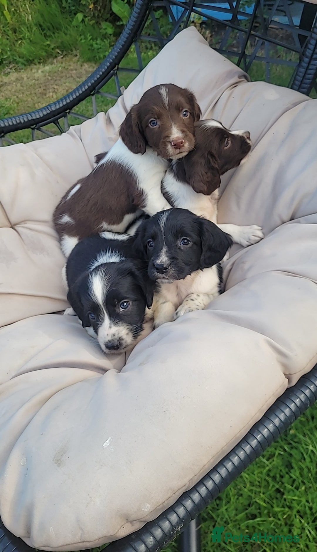 English Springer Spaniel dogs for sale: Kc reg English springer spaniel pups  - Image 3
