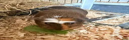 Guinea Pig rodents for sale: 2 female guinea pigs looking for new home - Advert 5