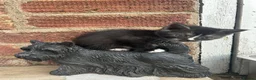 Mixed Breed cats for sale: 6 Beautiful Kittens - Advert 22