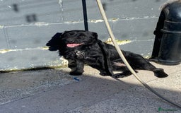 Patterdale Terrier dogs for sale: Patterdale pups - Image 7