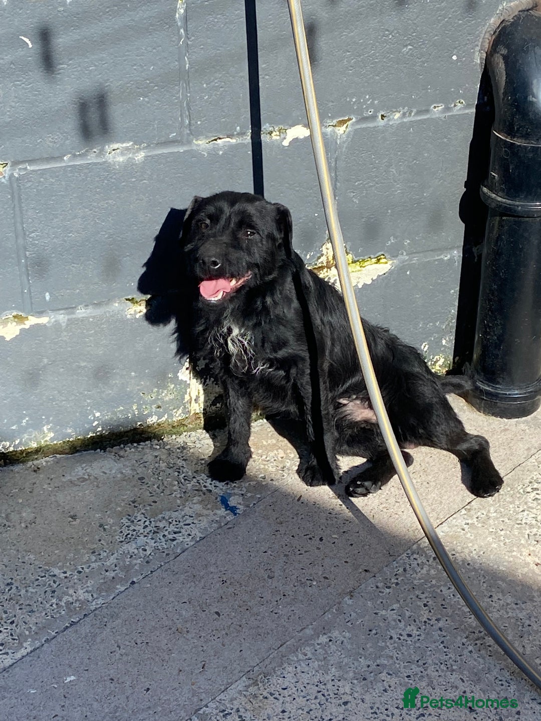 Patterdale Terrier dogs for sale: Patterdale pups - Image 7