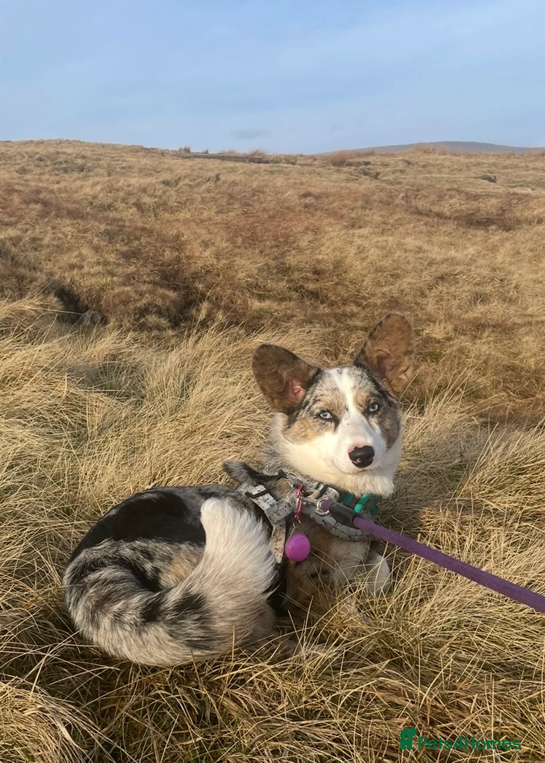Welsh Corgi Pembroke dogs for sale: Pedigree Welsh Cardigan Corgi  - Advert 2