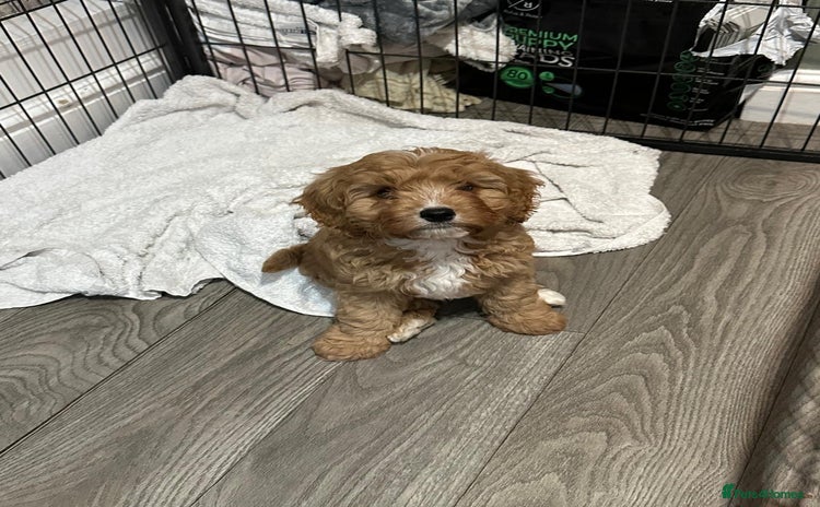Cavapoo dogs - Advert 3