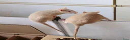 Rat rodents for sale: Young ginger rats in Croydon - Advert 3