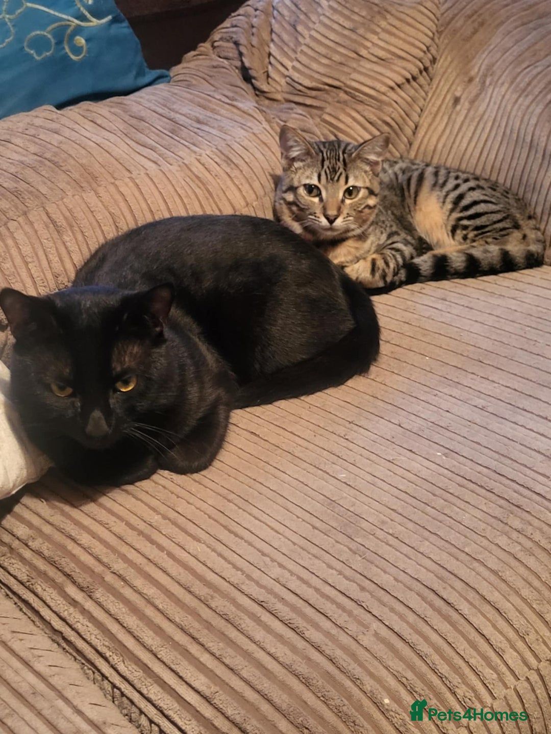 Mixed Breed cats for sale: Dad and Daughter  - Advert 4