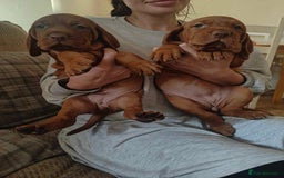 Hungarian Vizsla dogs for sale: CHAMPION BRED KC HUNGARIAN VIZSLAS - Image 5