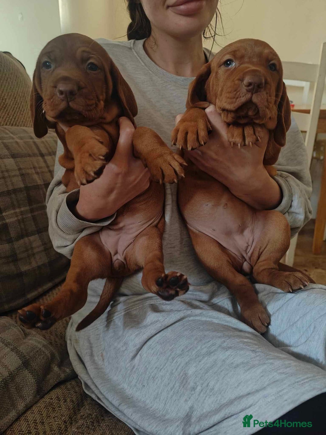 Hungarian Vizsla dogs for sale: CHAMPION BRED KC HUNGARIAN VIZSLAS - Image 5