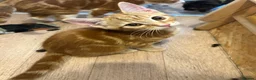 Mixed Breed cats for sale: Beautiful Ginger & Tortoiseshell Kittens in Faringdon - Advert 32