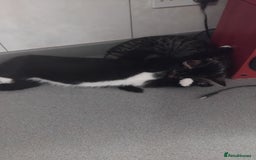 Persian cats for sale: Black and white persian kitten - Image 1