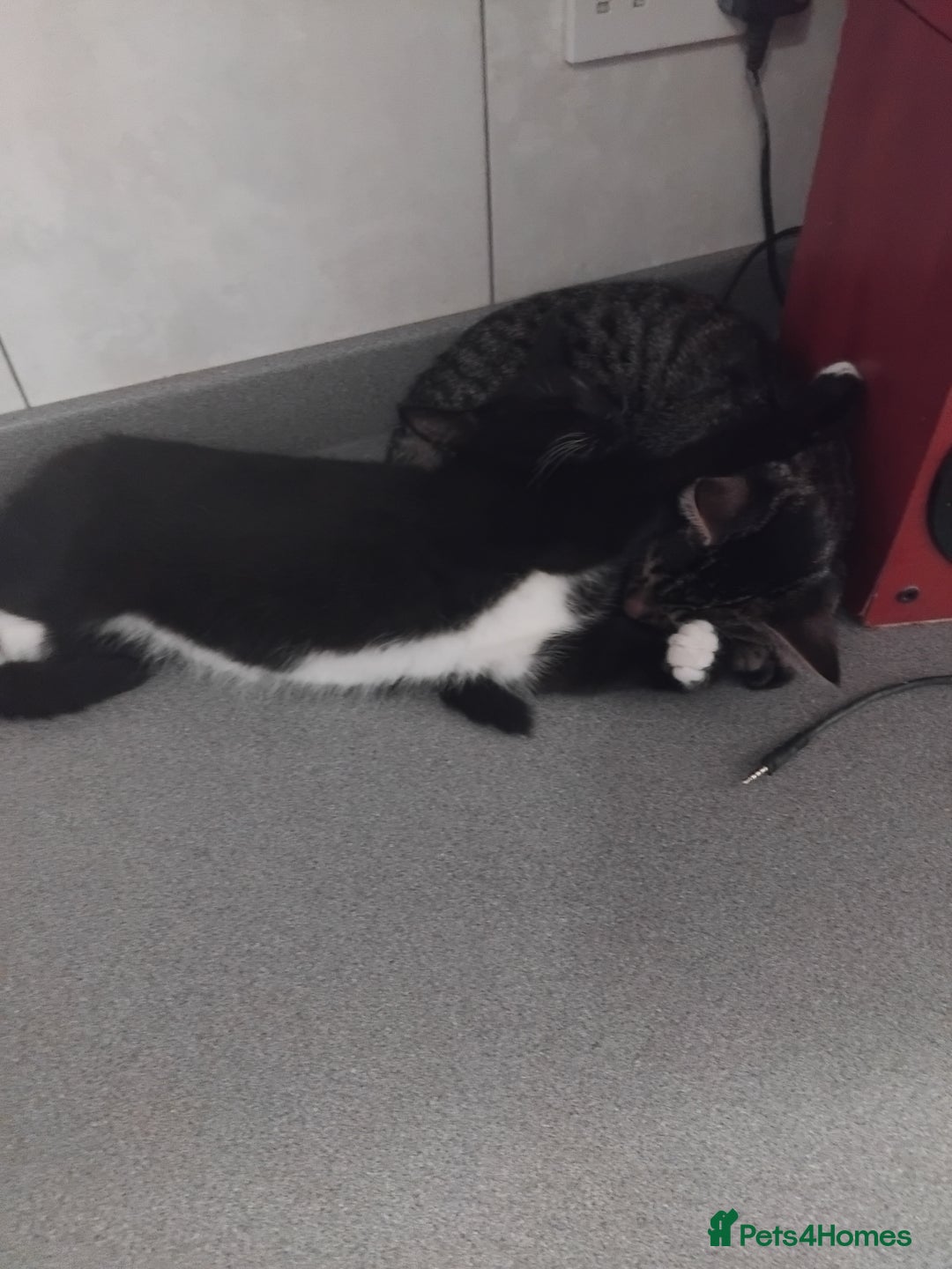 Persian cats for sale: Black and white persian kitten - Image 1