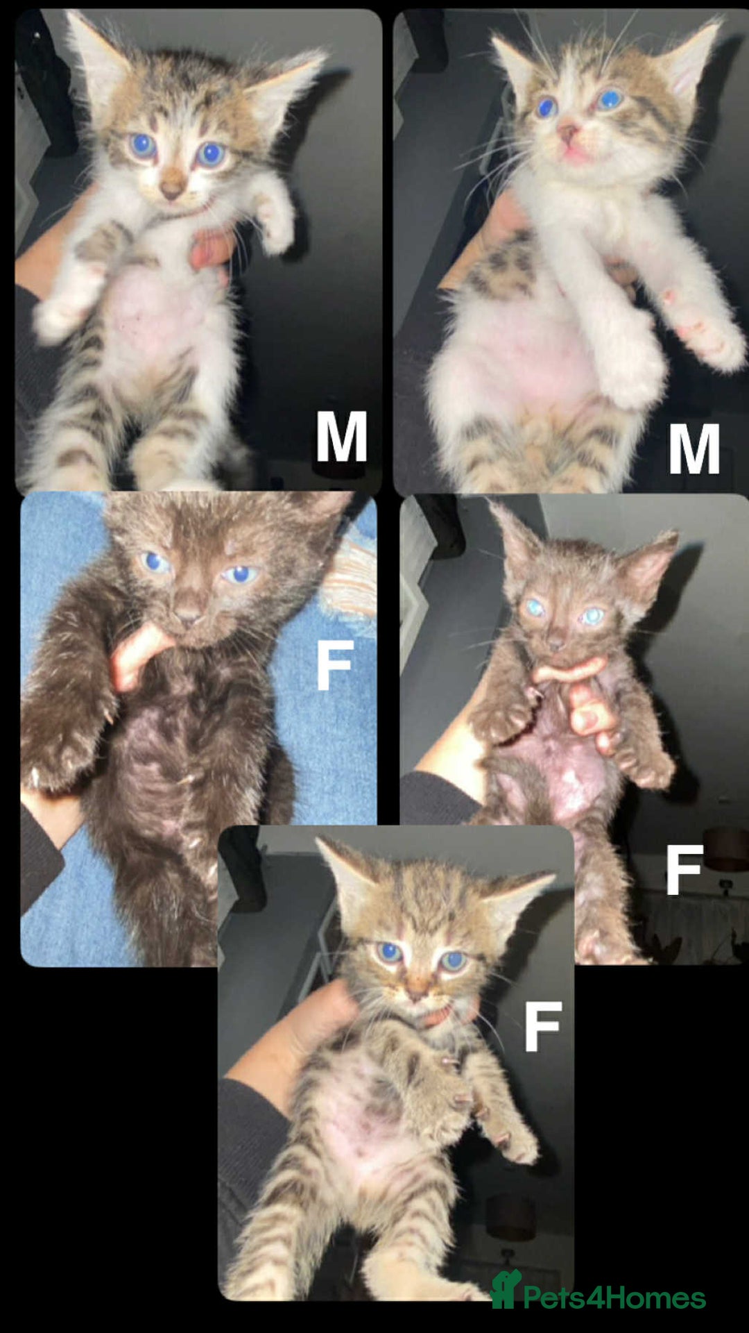 Mixed Breed cats for sale: 11 beautiful kittens - Image 5