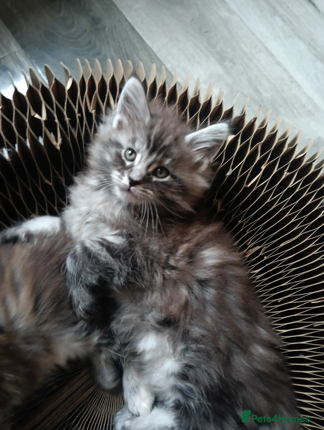 Maine Coon cats for sale: Maine coon kittens  - Advert 12