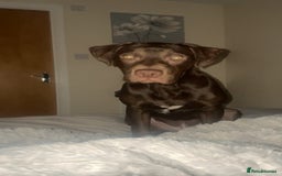 Mixed Breed dogs for sale: Marley is looking for his forever home  - Advert 1